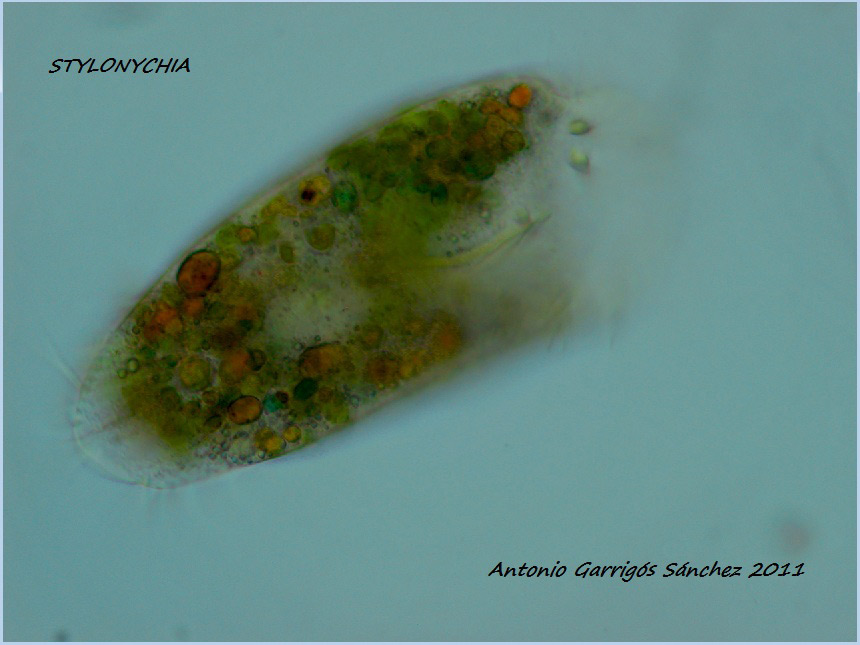 Stylonychia